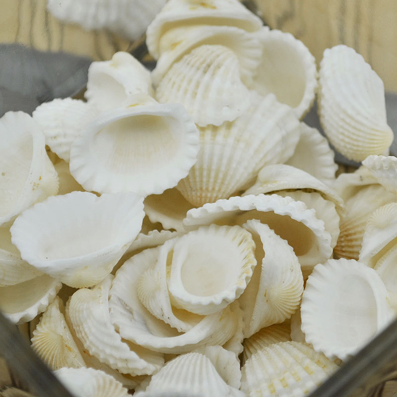 Natural White Shell Conch Fish Tank Small Accessories Vase Accessories White Scallop Small Ornaments Crafts 1-3cm