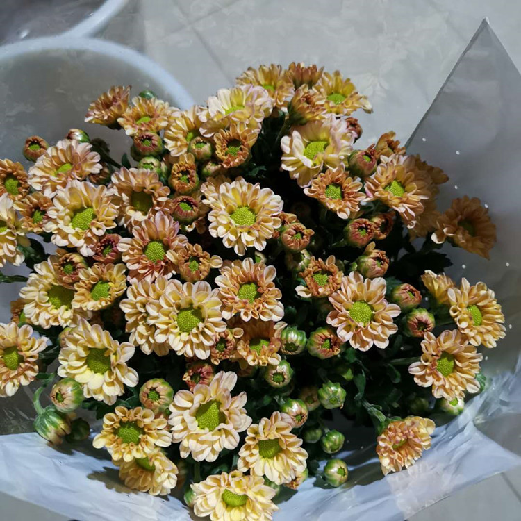 Yunnan Kunming Small Daisy Flower Wholesale Base Flower Direct Supply Small Daisy Whole Bundle Straight Hair Water Flower Shop Flower Stall Flower