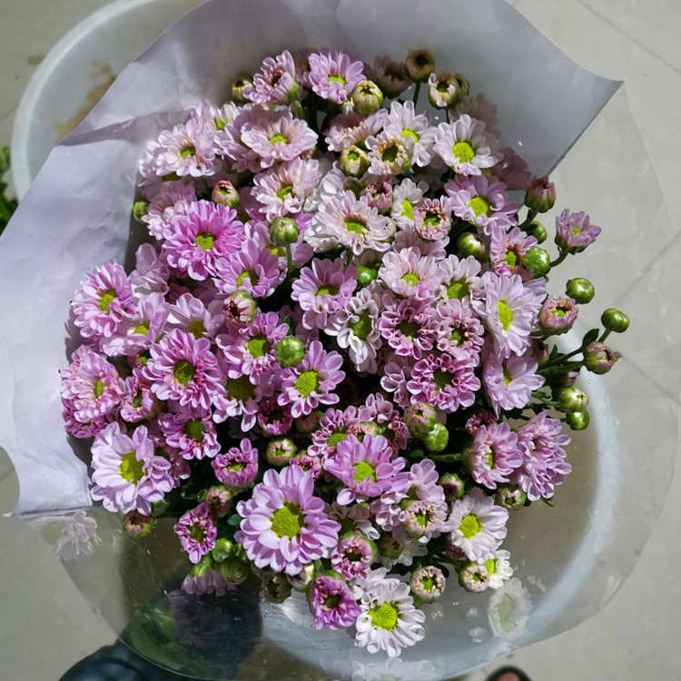 Yunnan Kunming Small Daisy Flower Wholesale Base Flower Direct Supply Small Daisy Whole Bundle Straight Hair Water Flower Shop Flower Stall Flower