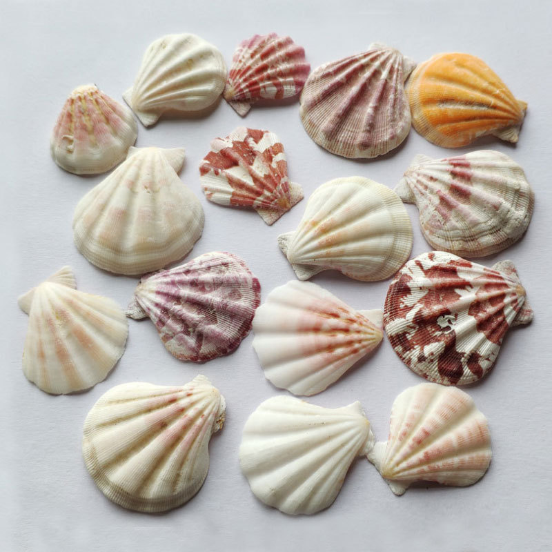 Настоящая раковина толстая гребешка кусок конха стенка наклейка DIY микро ландшафтное украшение аквариум пол ветерок аксессуары цвет