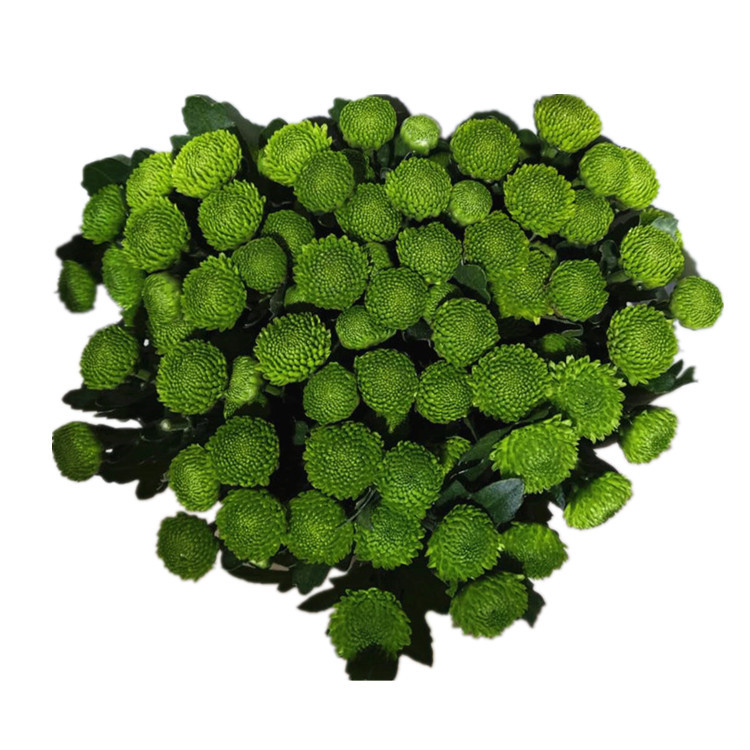 Yunnan Kunming Small Daisy Flower Wholesale Base Flower Direct Supply Small Daisy Whole Bundle Straight Hair Water Flower Shop Flower Stall Flower
