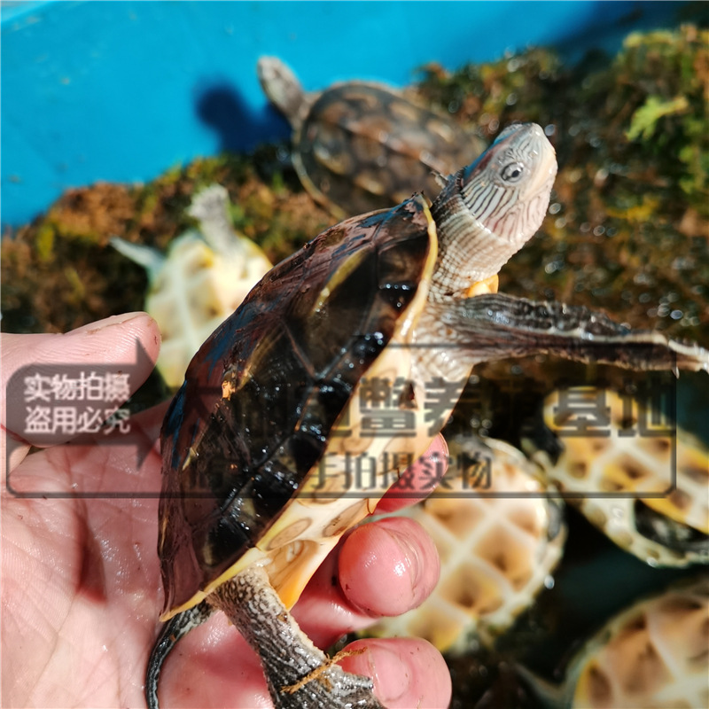 Waitang size pearl turtle pet seedlings Chinese flower turtle Taiwan grass turtle ornamental turtle deep water turtle farm wholesale