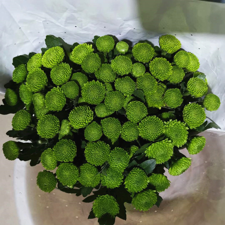 Yunnan Kunming Small Daisy Flower Wholesale Base Flower Direct Supply Small Daisy Whole Bundle Straight Hair Water Flower Shop Flower Stall Flower