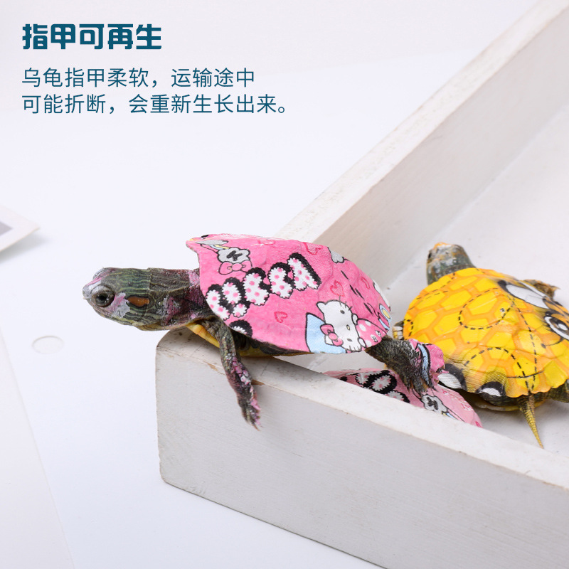 Color small turtle live wholesale colorful pet live color small turtle ornamental turtle Brazilian turtle stall color turtle