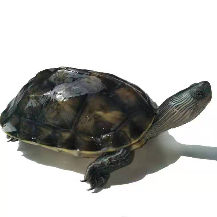 Waitang size pearl turtle pet seedlings Chinese flower turtle Taiwan grass turtle ornamental turtle deep water turtle farm wholesale