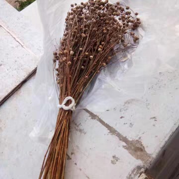 Small Corn Molar Grain Block Red White Green Black Yellow Grain Ear Flaxseed Ear Oat Ear Sorghum Ear Rice Ear