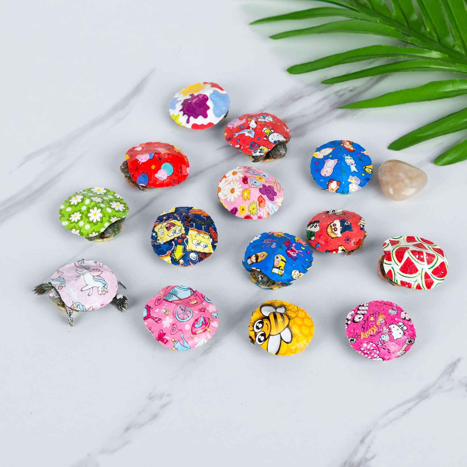 Color small turtle live wholesale colorful pet live color small turtle ornamental turtle Brazilian turtle stall color turtle