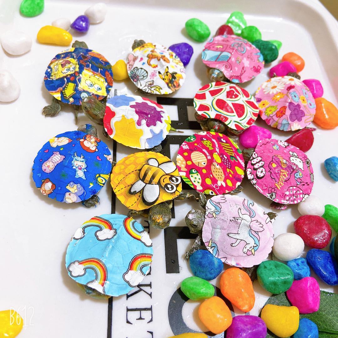 Color small turtle live wholesale colorful pet live color small turtle ornamental turtle Brazilian turtle stall color turtle