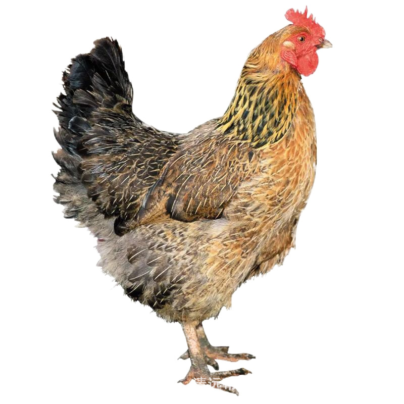 280-дневная хрустящая курица Гуандун Циньюань Яншань, хрустящая старая курица, 280-дневная хрустящая курица Циньюань, Хуаши Хэ Тянь курица