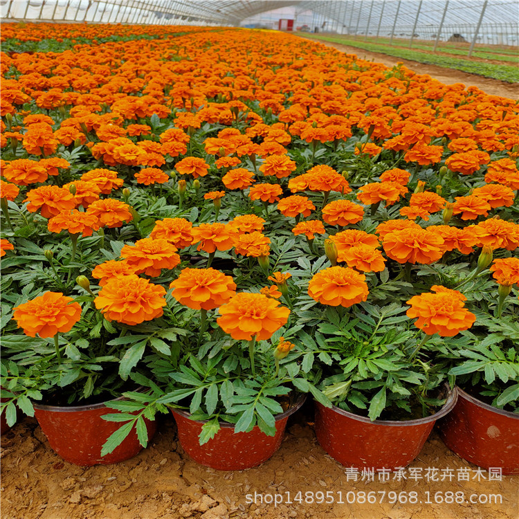 Двухцветные горшки с павлиньей травой Шаньдун Цинчжоу оптовая трава цветы оранжево-красная и желтая павлинья трава большое количество и высокое качество прямая основа