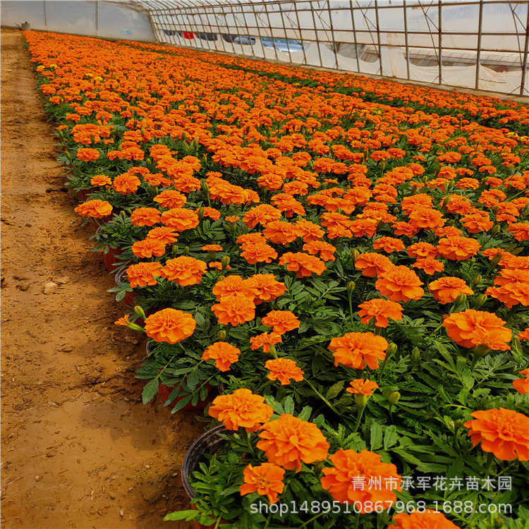 Two-Color Pots of Peacock Grass Shandong Qingzhou Wholesale Grass Flowers Orange Red and Yellow Peacock Grass Large Quantity and High Quality Base Straight Hair