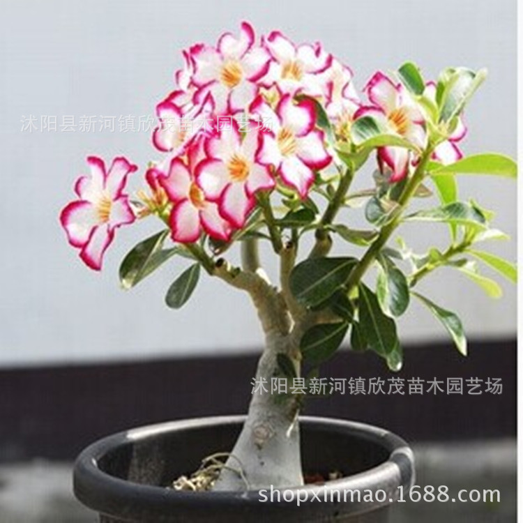Desert Rose Seedlings Green Plant Potted with Buds Succulents Old Piles Indoor and Outdoor Green Plants Bonsai Desert Roses