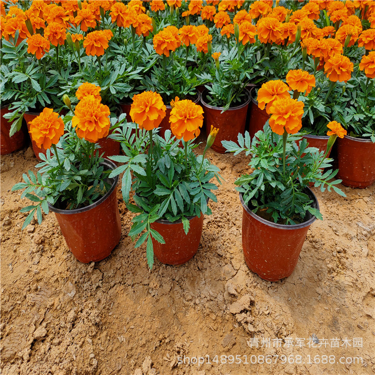 Two-Color Pots of Peacock Grass Shandong Qingzhou Wholesale Grass Flowers Orange Red and Yellow Peacock Grass Large Quantity and High Quality Base Straight Hair