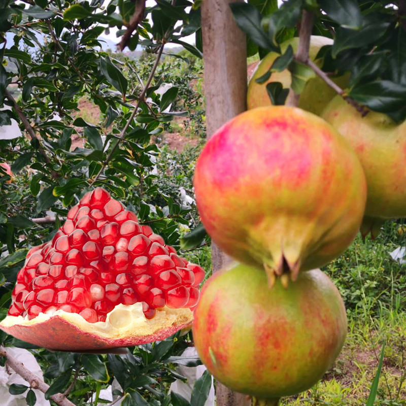 Sf Express Spot Sichuan Huili Soft Seed Pomegranate Tunisian Soft Seed Pomegranate Orchard Freshly Picked Fresh Pomegranate