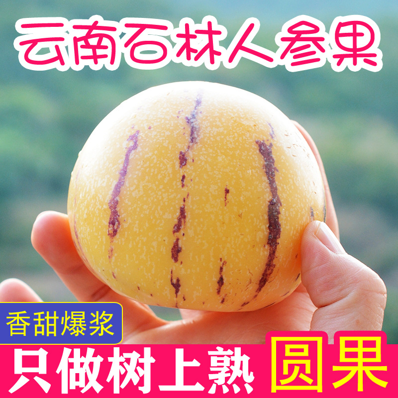 Гinseng Fruit из каменного леса Юннаня, спелые круглые фрукты, свежесобранные 2.5кг, естественно спелые