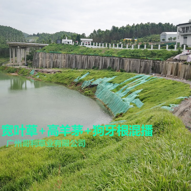 Grass Seeds Slope Protection Lawn Seeds Grass Seeds Edge Slope Solid Soil Greening Baixi Rye Grass Bermuda Dog Tooth Root Summer