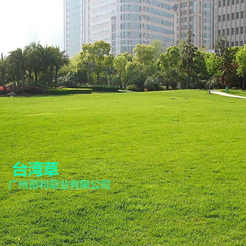 Grass Seeds Slope Protection Lawn Seeds Grass Seeds Edge Slope Solid Soil Greening Baixi Rye Grass Bermuda Dog Tooth Root Summer