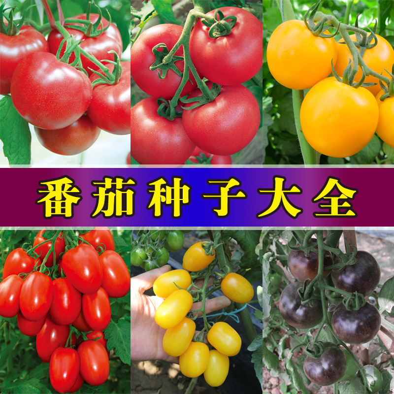 Factory Direct Sales of Four-Season Vegetable Seeds, Company Bulk Wholesale Vegetable Seeds, Fruit Seeds, Potted Rapeseeds