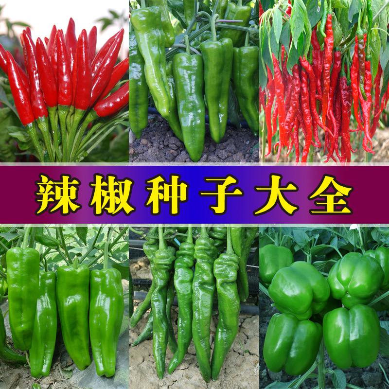 Factory Direct Sales of Four-Season Vegetable Seeds, Company Bulk Wholesale Vegetable Seeds, Fruit Seeds, Potted Rapeseeds