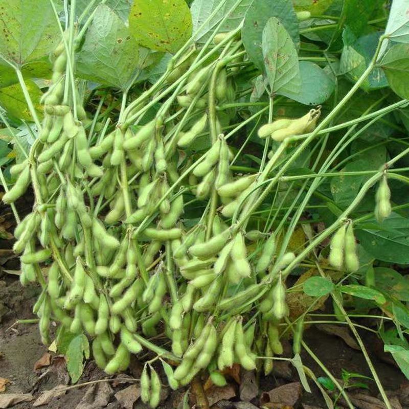 2.5kg Free Shipping, Fresh and Tender Edamame, Farm-Grown Shelled Raw Edamame, Freshly Picked Green Soybeans, Seasonal Vegetables