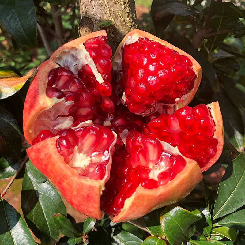 Fresh Seasonal Tunisian Soft Seed Pomegranates from Huali, Sichuan, Seasonal Sweet Pomegranates, Whole Box of 5kg with Free Shipping
