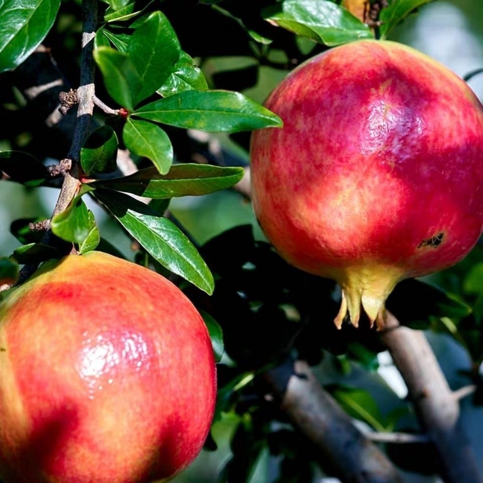 Fresh Seasonal Tunisian Soft Seed Pomegranates from Huali, Sichuan, Seasonal Sweet Pomegranates, Whole Box of 5kg with Free Shipping