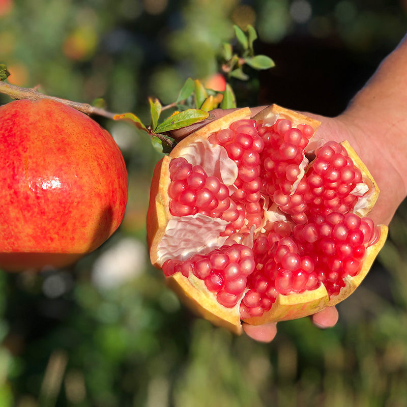 Fresh Seasonal Tunisian Soft Seed Pomegranates from Huali, Sichuan, Seasonal Sweet Pomegranates, Whole Box of 5kg with Free Shipping