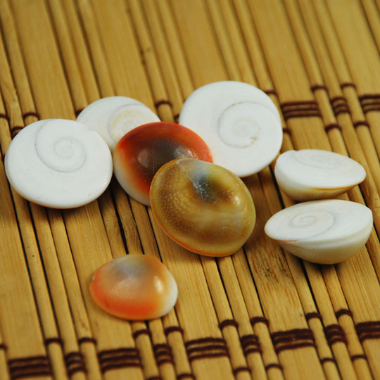 Sun Shell Trumpet Sun Shell Hard Shell Conch Shell diy Home Fish Tank Floor Collection Screw Cover 1-2cm