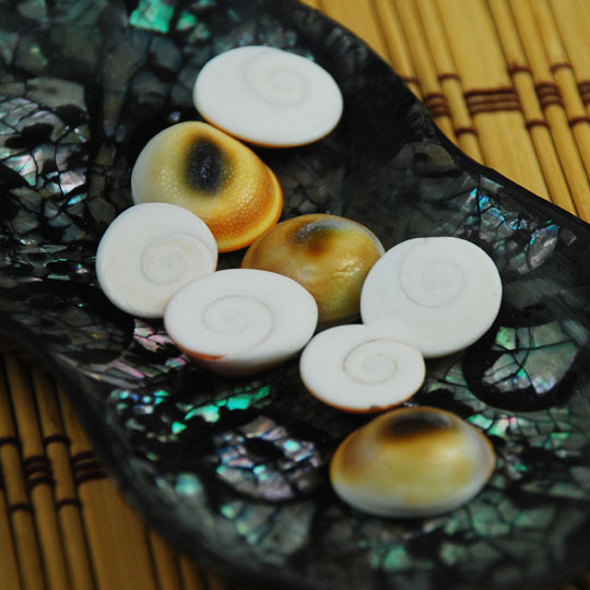 Sun Shell Trumpet Sun Shell Hard Shell Conch Shell diy Home Fish Tank Floor Collection Screw Cover 1-2cm