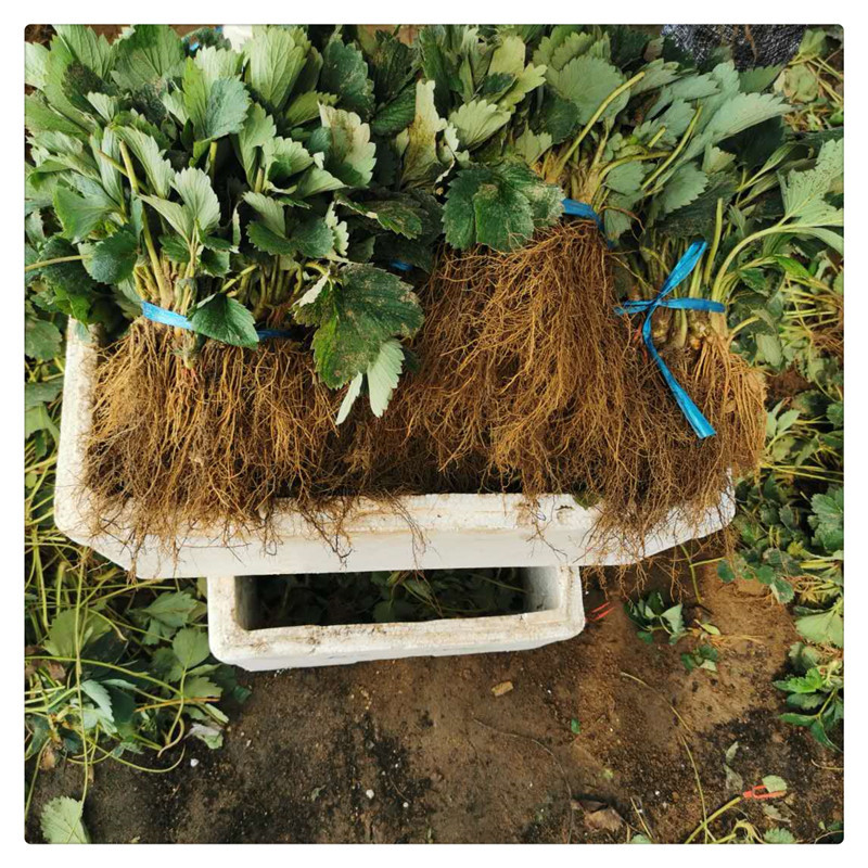 Daye Hongyan Strawberry Tissue Culture Seedlings Are More Secure in Online Transactions. Short and Disease-Free Strawberry Seedlings Are实地考察草莓苗