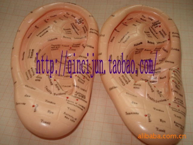 Модель акупунктуры уха 17 см