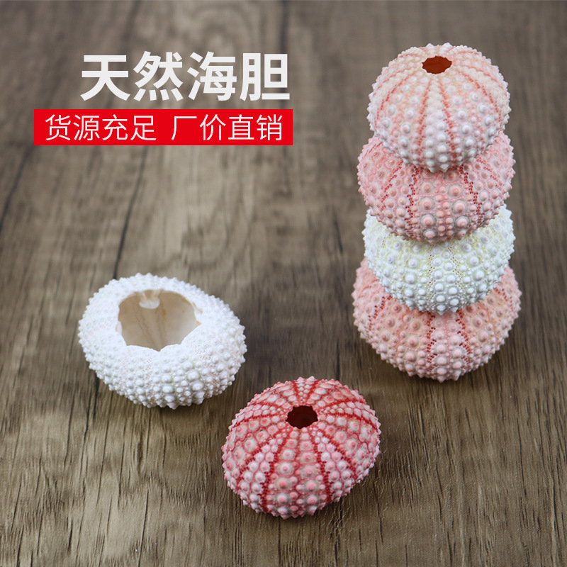 Натуральная раковина морского ежа образец воздух ананас цветочный горшок домашнее напольное украшение раковина конха морского ежа ремесла оптом