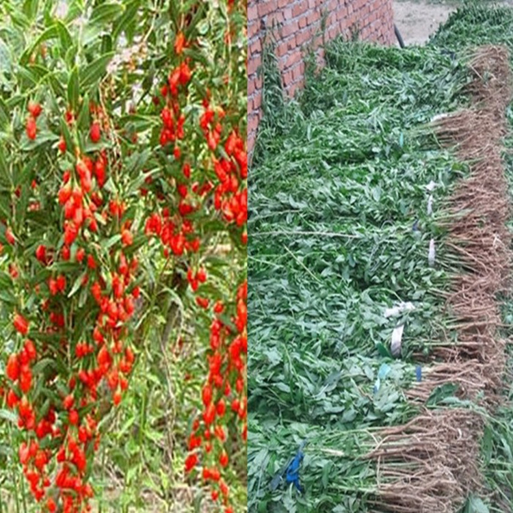 Direct Selling Wolfberry Seedlings Edible Wolfberry Wolfberry Saplings Potted Ground Planting Wolfberry
