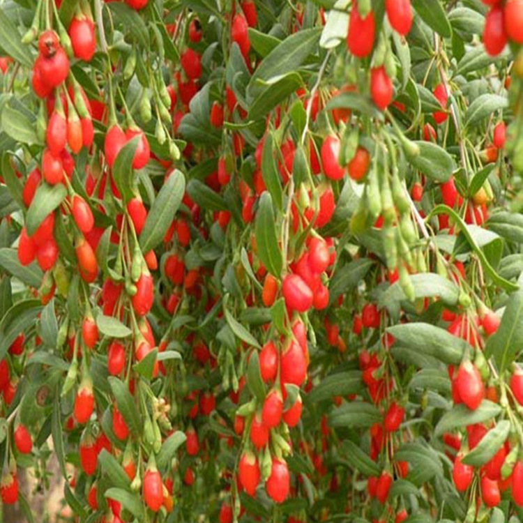 Direct Selling Wolfberry Seedlings Edible Wolfberry Wolfberry Saplings Potted Ground Planting Wolfberry