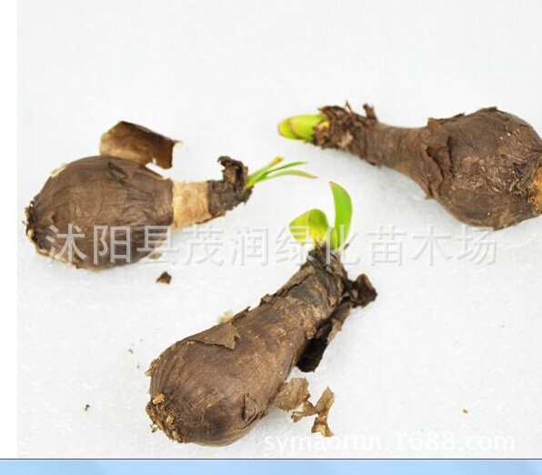 Wholesale Flower Seeds, Flower Bulbs, Lycoris Bulbs, Manzhu Shahua Balcony Potted Green Plants, Can Be Potted