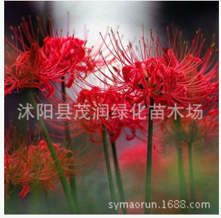 Wholesale Flower Seeds, Flower Bulbs, Lycoris Bulbs, Manzhu Shahua Balcony Potted Green Plants, Can Be Potted