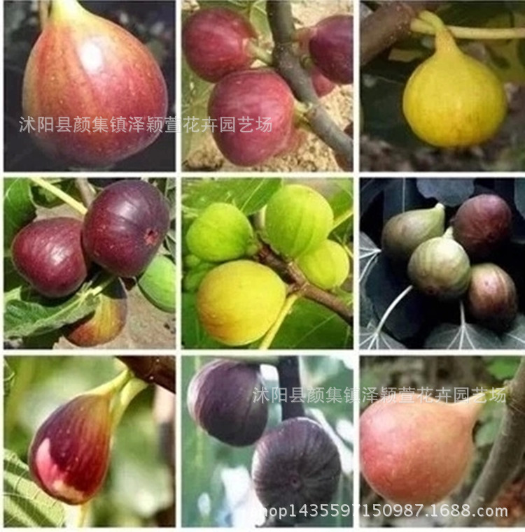 Оптовая продажа саженцев инжира, саженцы, которые могут плодоносить в тот же год