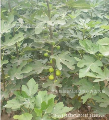 Wholesale Fruit Saplings, Fig Saplings, Boji Red Fig Saplings, Potted Plants, Can Be Planted in the Ground and Bear Fruit in the Same Year