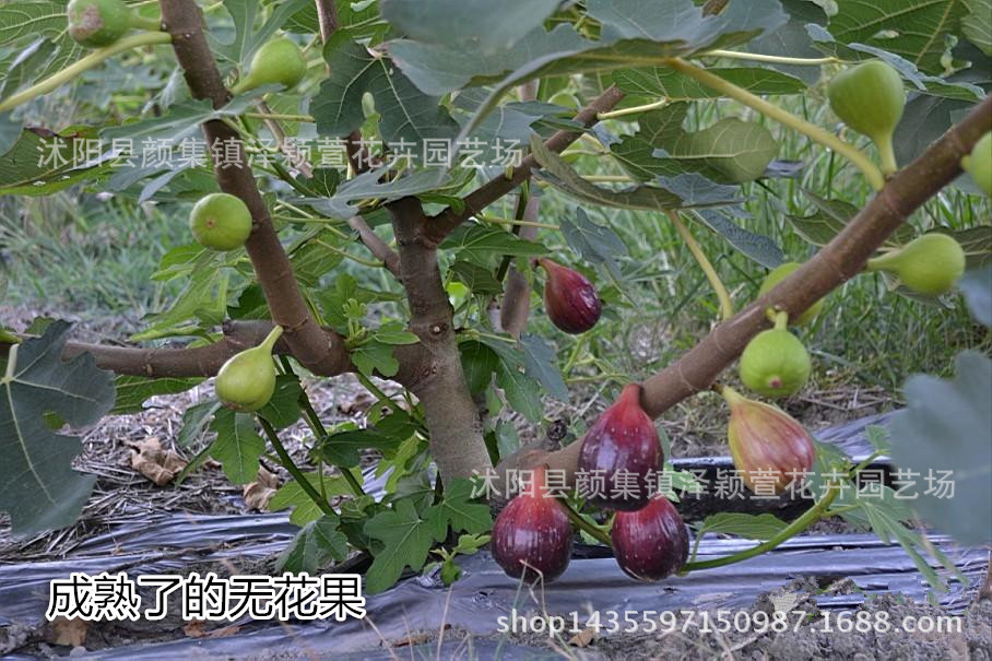 Wholesale Fruit Saplings, Fig Saplings, Boji Red Fig Saplings, Potted Plants, Can Be Planted in the Ground and Bear Fruit in the Same Year