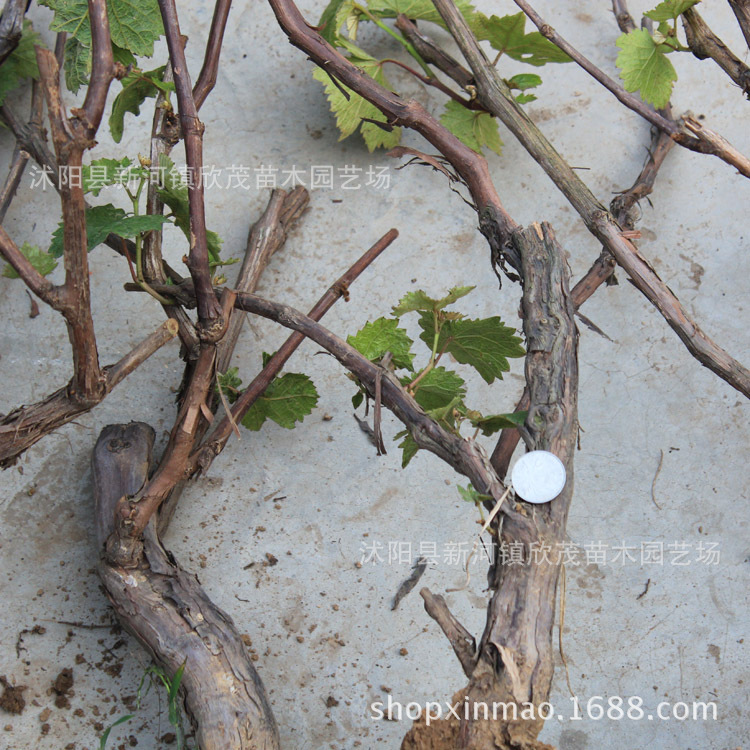 Grapevine Giant Peak Summer Black Sunshine Rose Grape Seedlings Extra Large Courtyard Climbing Vine Saplings Planted in the North and South