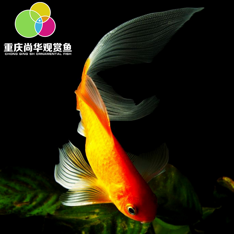 Shanghua Art pet/cold water ornamental fish/ornamental fish tank breeding/small red crucian carp/Small Brocade crucian carp/small grass goldfish living