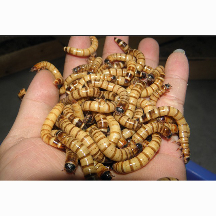 Manufacturer Supplies Dried Barley Insects, Wholesale Pet Protein Food, Non-Fried Pet Feed, Dried Barley Insects