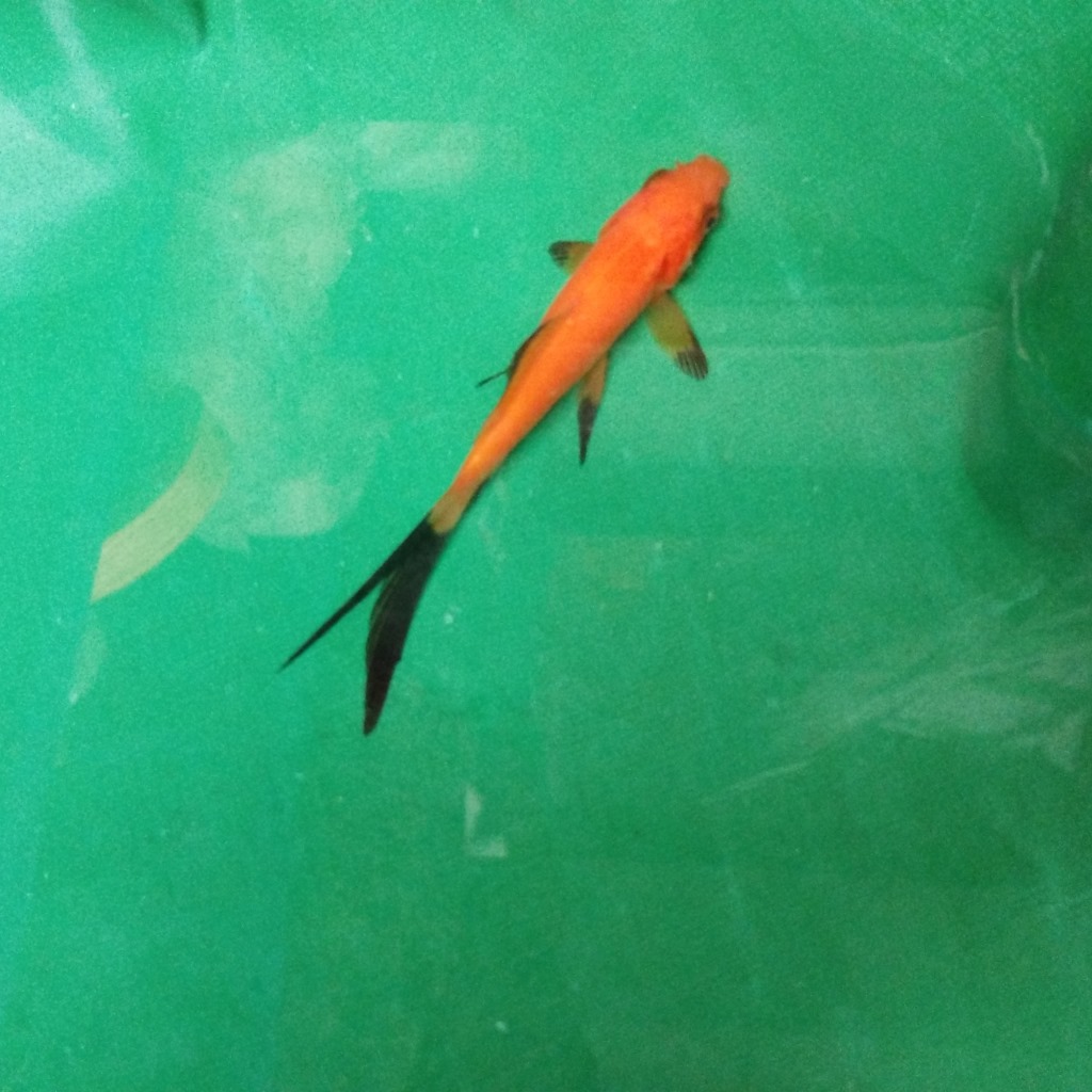 De'an tarpaulin tarpaulin PVC coated tarpaulin rain-proof cloth sunscreen waterproof cloth wholesale factory direct sales support