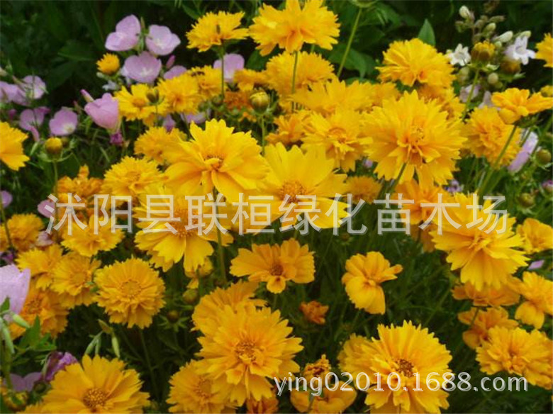 Asteraceae Grass Flower Seeds, Golden Aster, Cornflower, Snake-Eye Aster, Cosmos, Large-Flowered Aster, Coneflower