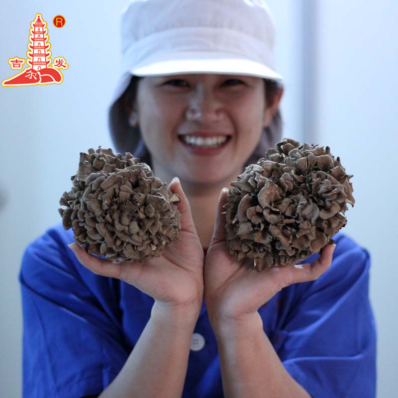 Джифа съедобный гриб грибные сухие продукты макси мясной хрустящий вкус происхождение прямая поставка оптом 500г