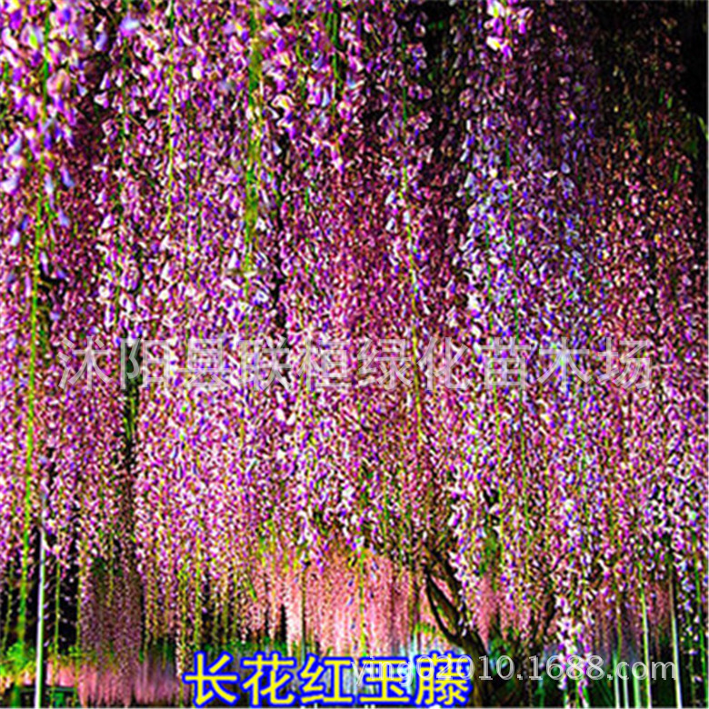 Freshly Harvested Wisteria Seeds, Multi-Flowered Wisteria Seeds, Potted Wisteria Tree Seeds, Climbing Plant Flower Seeds, Forest Tree Seeds