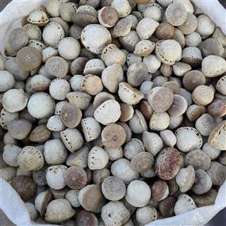 Fengliuguo, Kidney Fruit, Glans, Real Photo, High Quality and Authentic