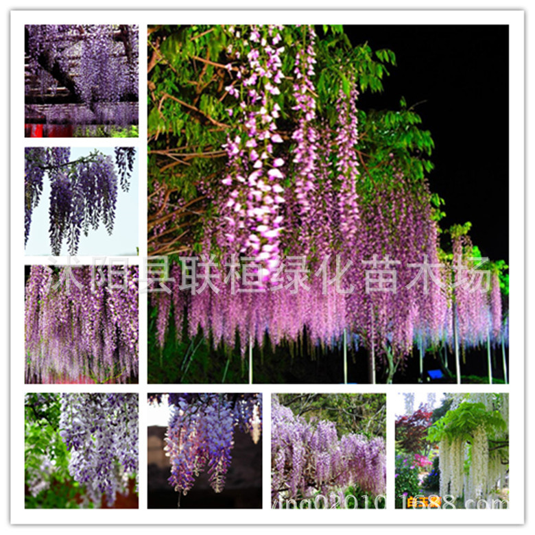 Свежесобранные семена глицинии, семена для горшечных растений