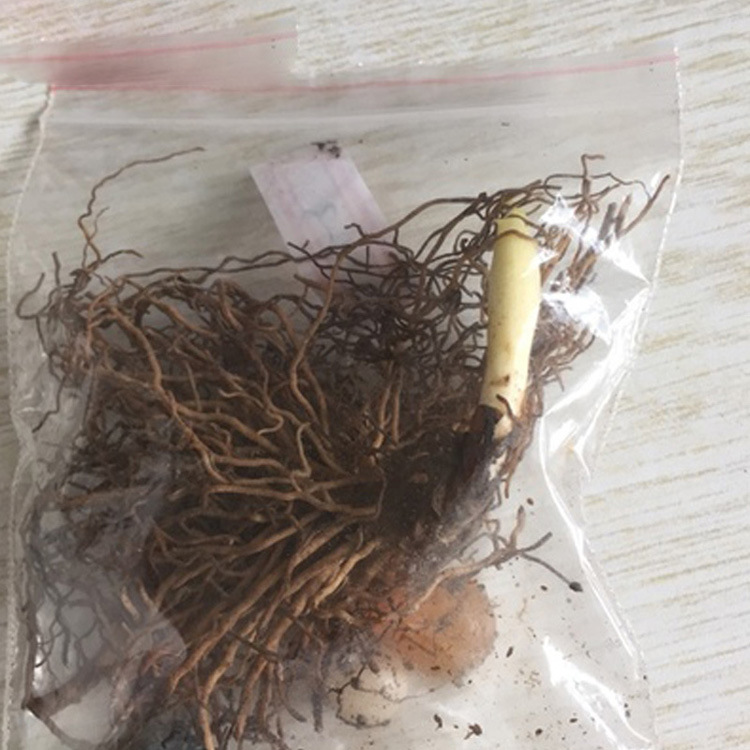 Four-Season Potted Bulbs, Lily of the Valley Seedlings, Lily of the Valley Bulbs, Root Flower Plants, Blooming and Shipped with Buds in the Same Year