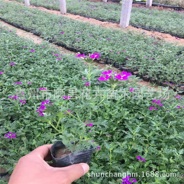 Wholesale of Fine-Leafed Beauty Cherry Planting Base, Engineering Seedlings, Park Community Beautification, Perennial Grass Flower Beauty Cherry Seedlings